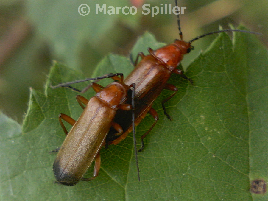 Rhagonycha fulva in copula